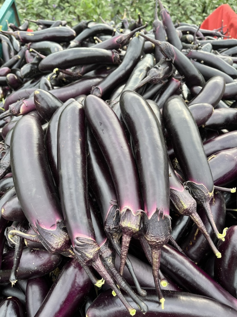 大量批发长茄🍆