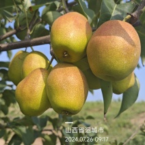 山西运城红香酥梨，酥梨皮薄汁多脆甜，万亩基地供应