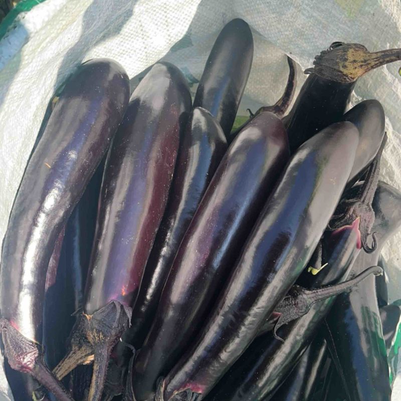 大量批发长茄啦🍆