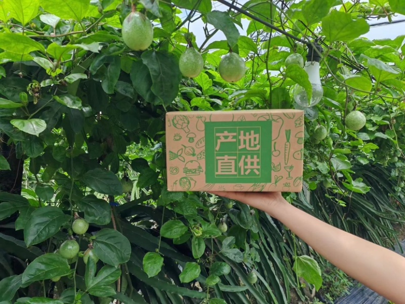 黄金百香果基地批发包邮品质保证欢迎来电诚信经营