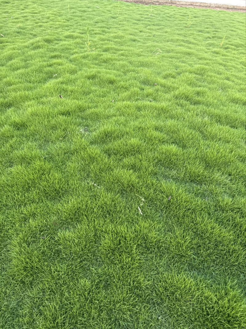 草坪：台湾2号、百慕大、混播草