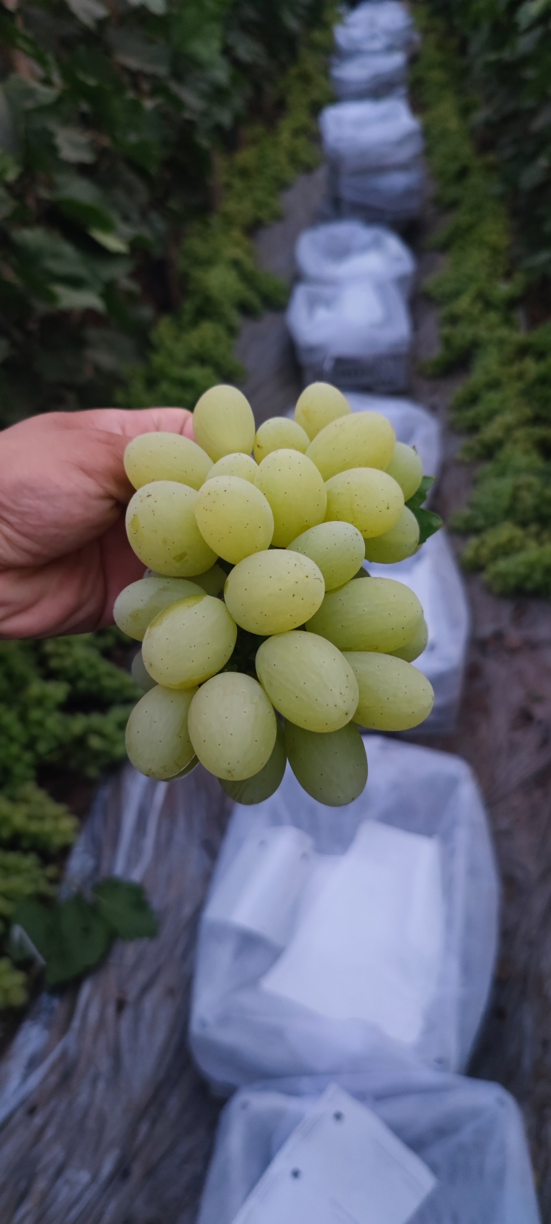 维多利亚青提