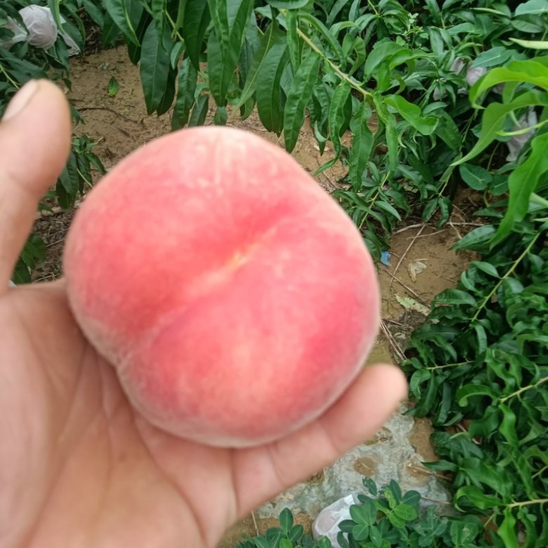 红毛桃开始上市了，有需要的可以联系我了