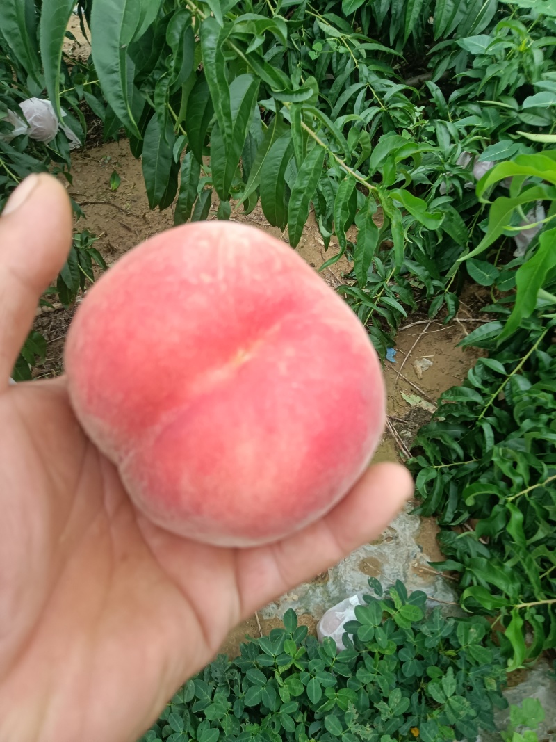 红毛桃开始上市了，有需要的可以联系我了