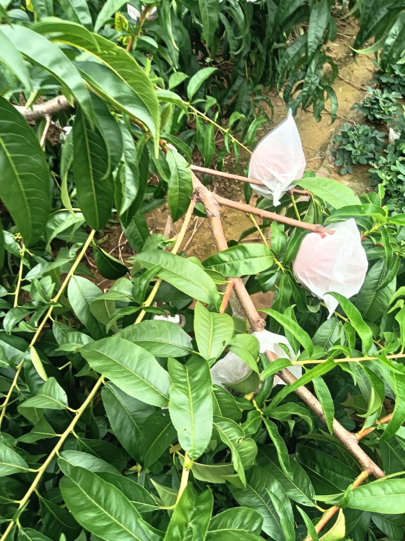 红毛桃开始上市了，有需要的可以联系我了