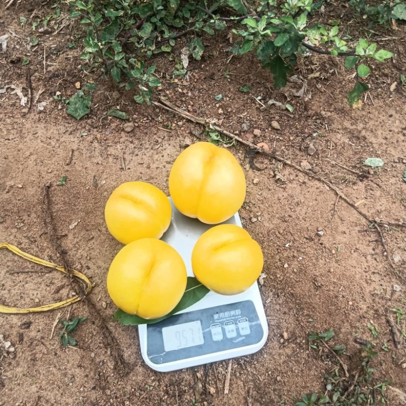 离核黄油桃开始上市了，有需要的可以联系我了