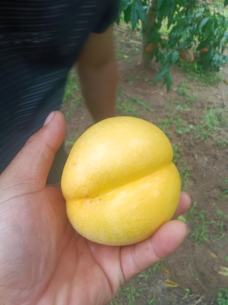 离核黄油桃开始上市了，有需要的可以联系我了
