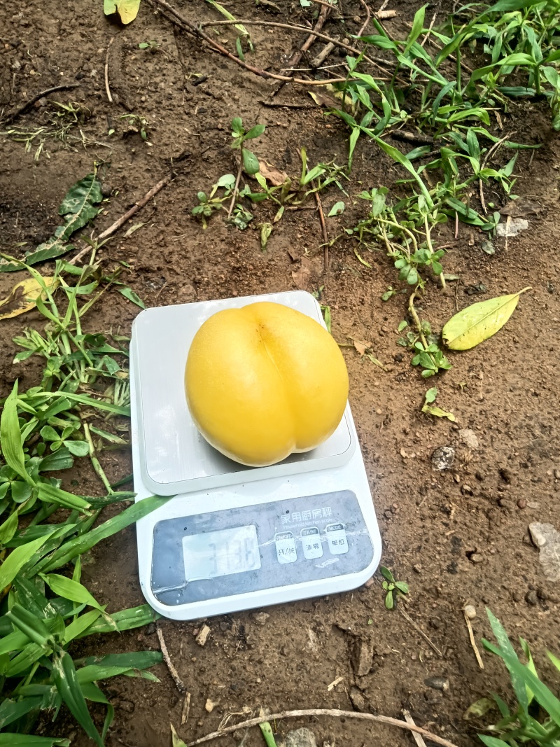 离核黄油桃开始上市了，有需要的可以联系我了