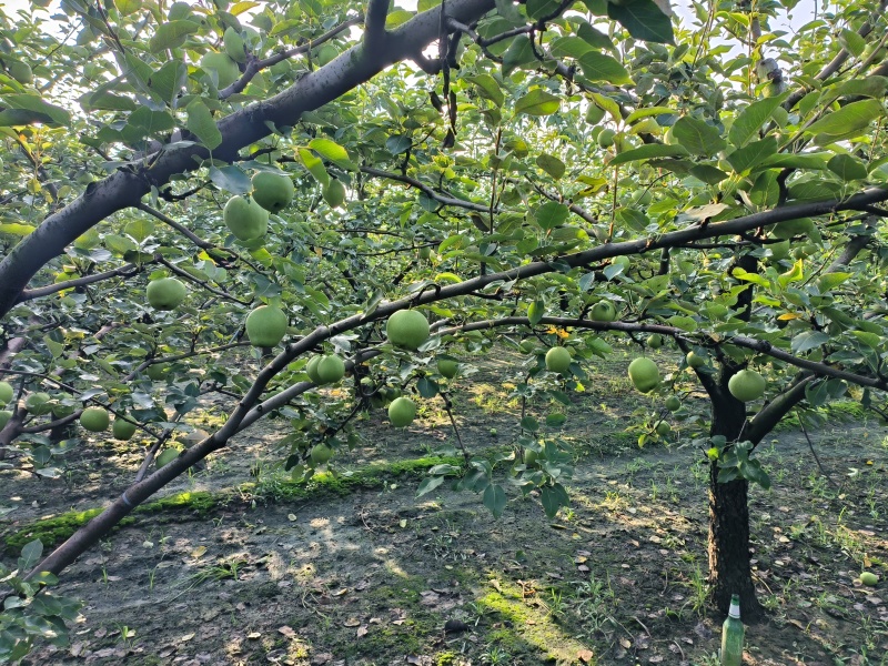 精品早酥梨个大皮薄