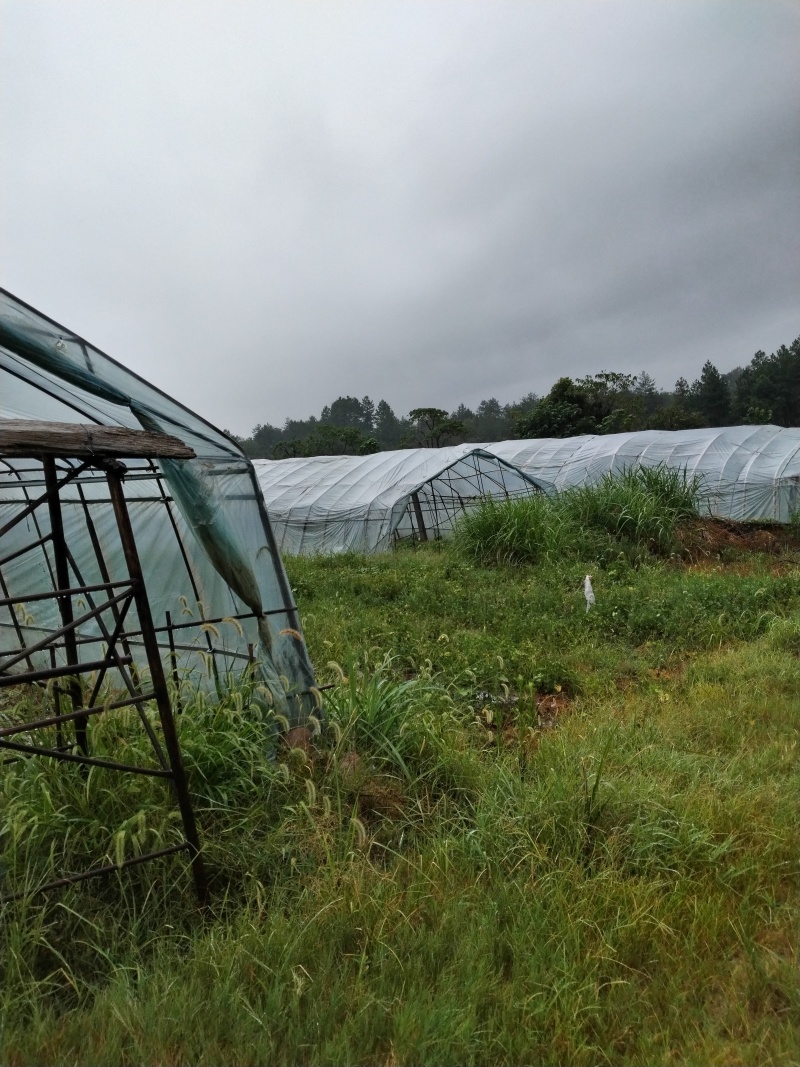 江西50亩山地亏本转让