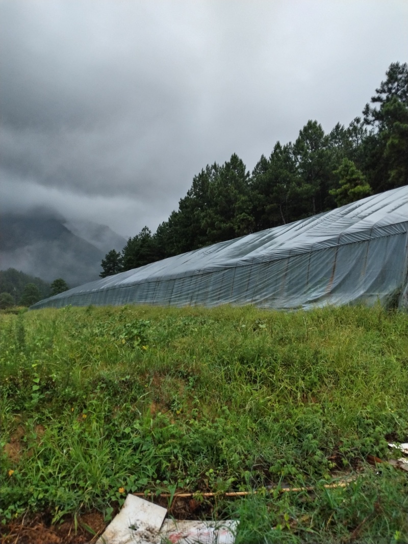 江西50亩山地亏本转让
