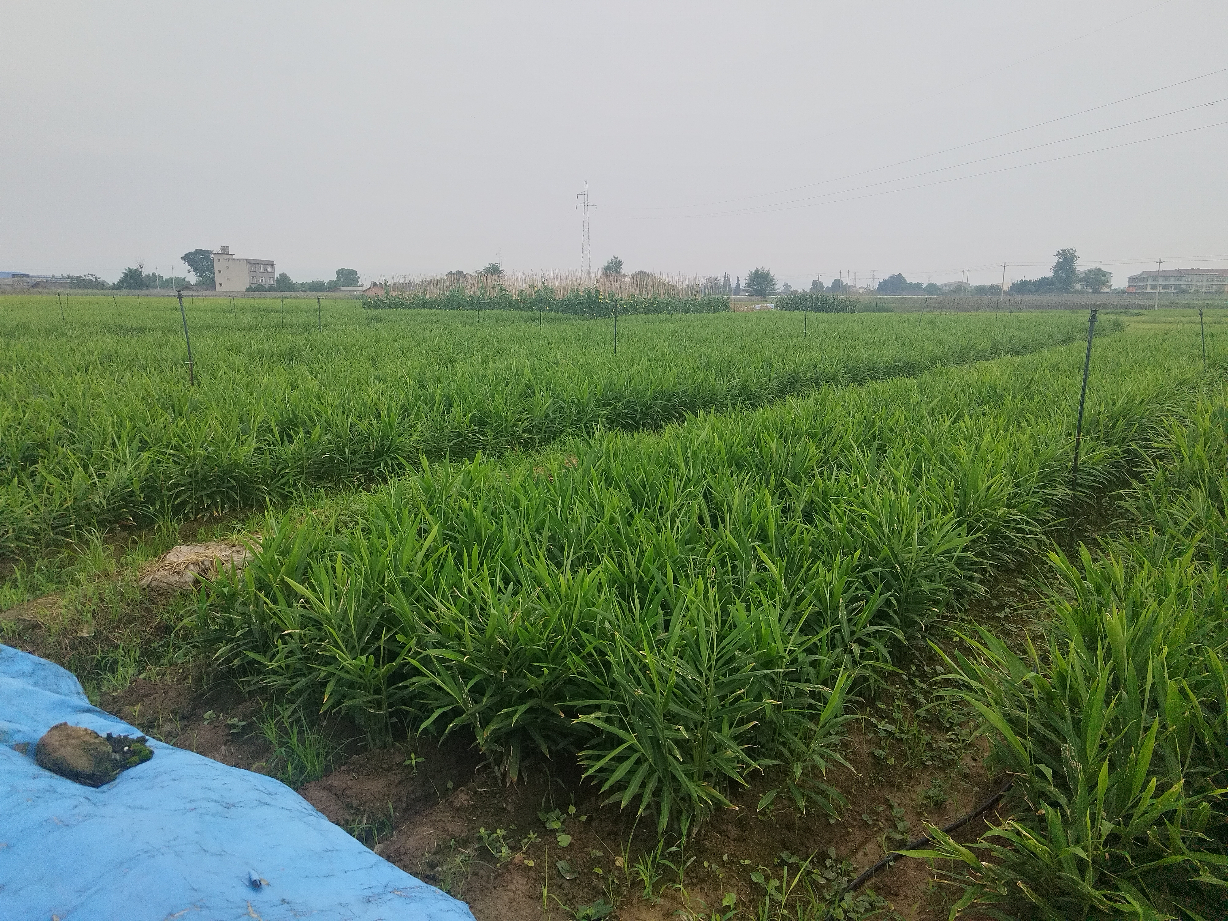 子姜种植地实景图