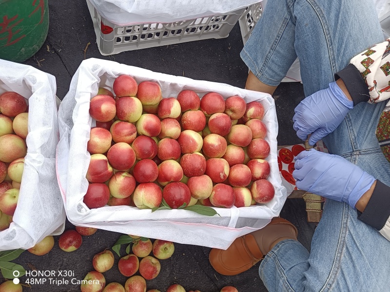 精品珍珠枣油桃品种齐全，产地直发对接电商，市场，欢迎来电