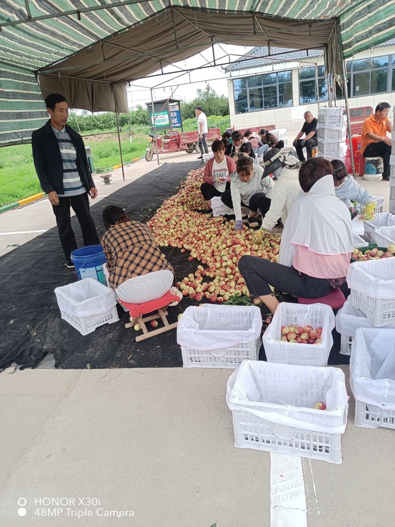 精品珍珠枣油桃品种齐全，产地直发对接电商，市场，欢迎来电