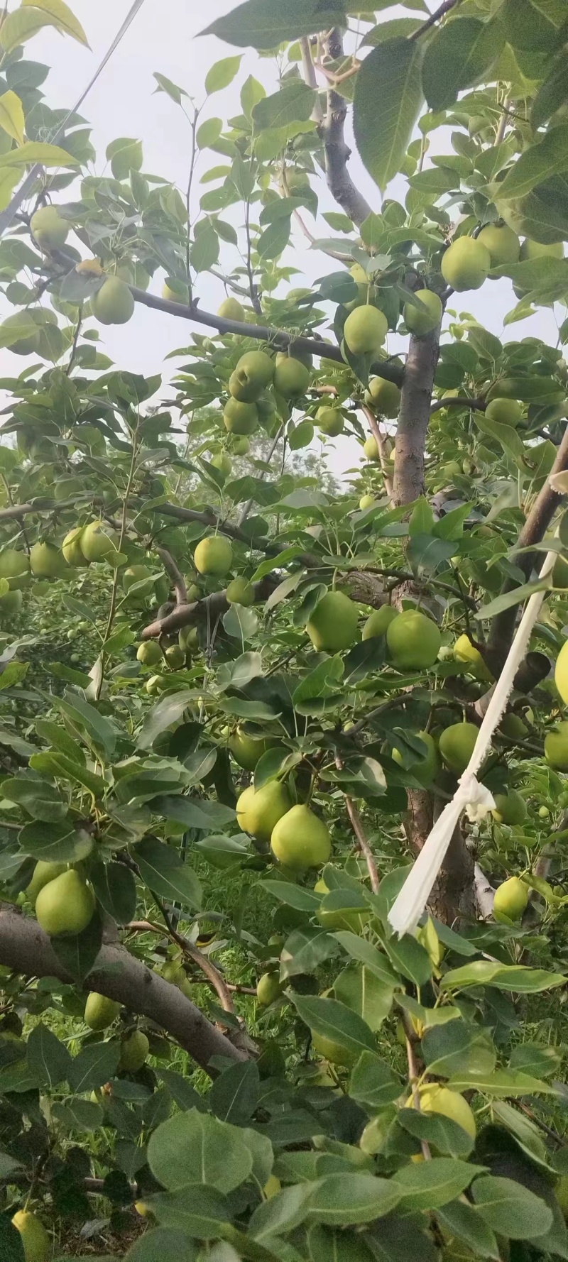 新鲜可口早酥梨，今年又上市了，1元一斤