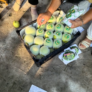砀山青黄冠梨大量上市，口感特别好，外观精美。原产直发。