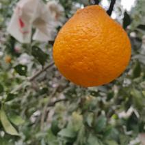 精品丑橘不知火柑橘大量上市产地发货全国一手货源批发！