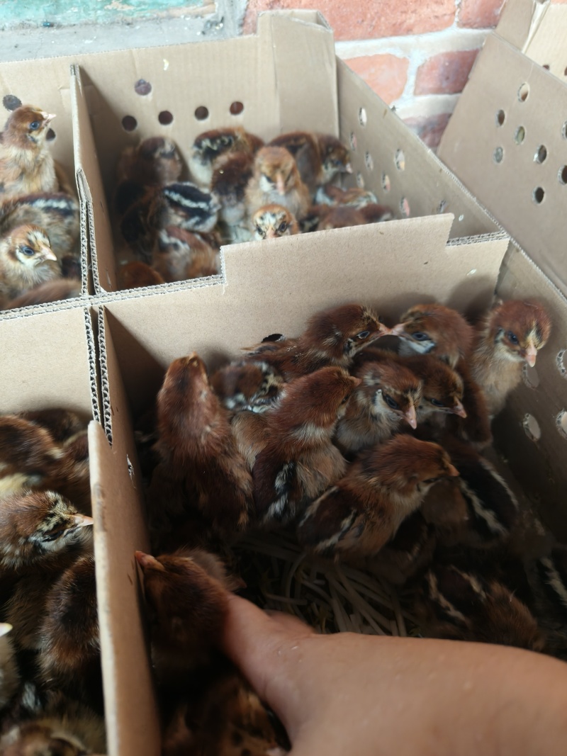 大种青脚麻鸡苗