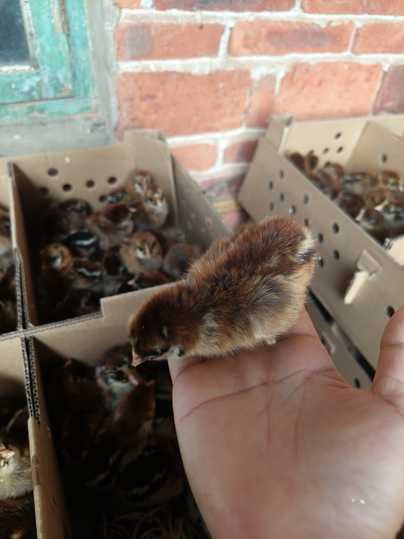 大种青脚麻鸡苗