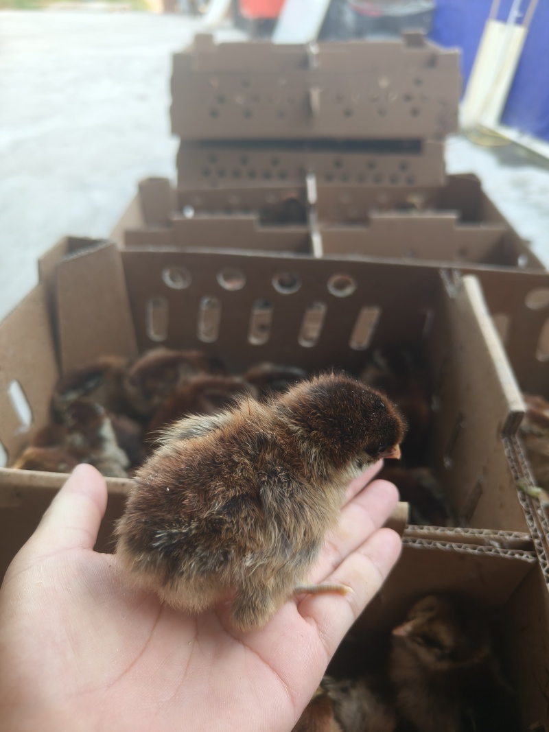 大种青脚麻鸡苗
