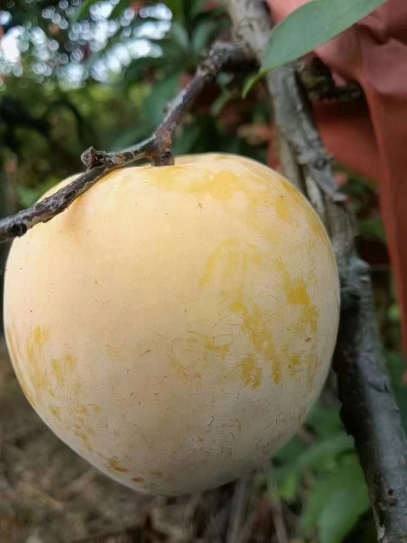 黄金奈李