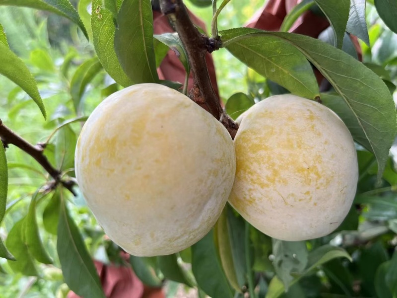 黄金奈李