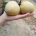 黄金奈李