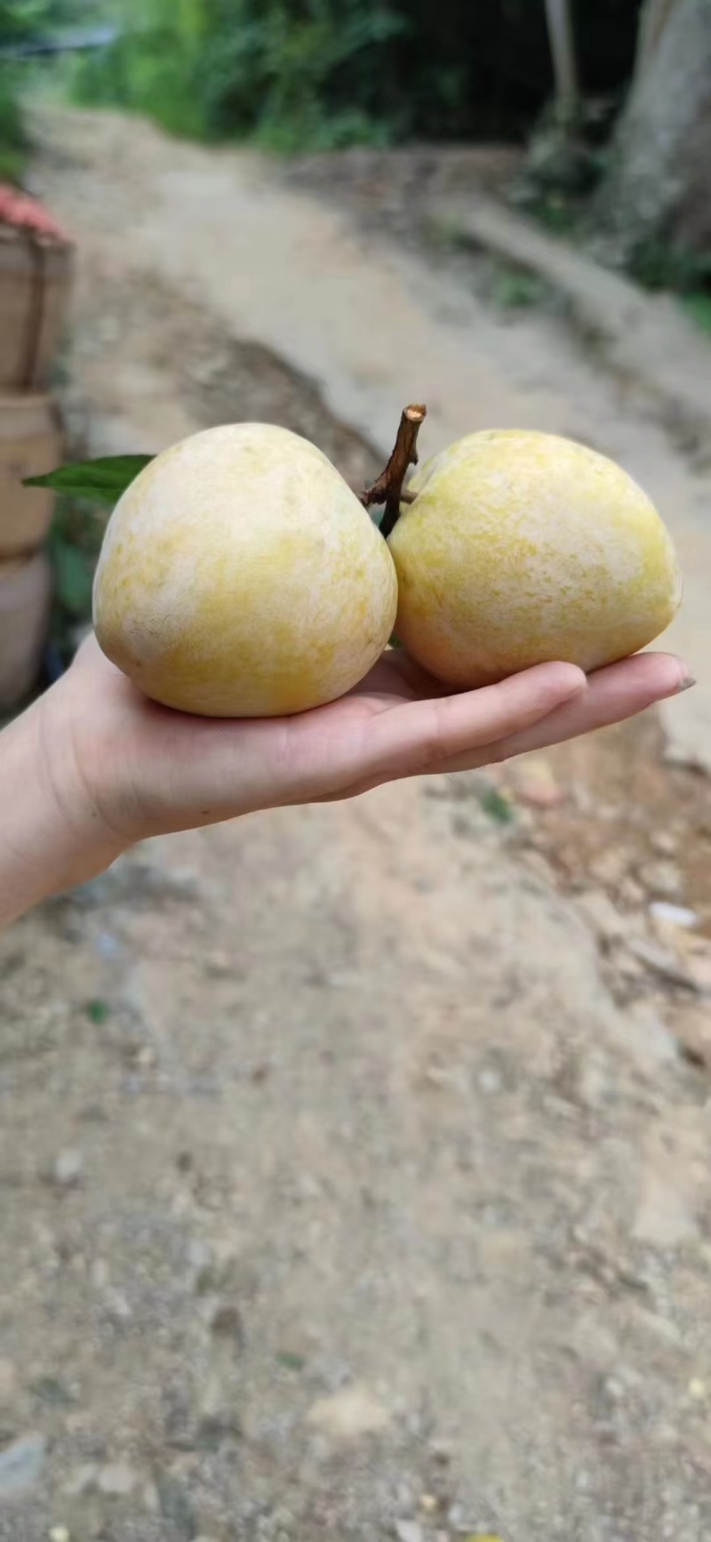黄金奈李