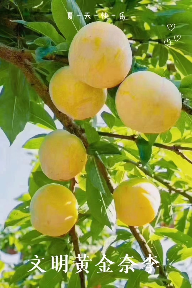 黄金奈李