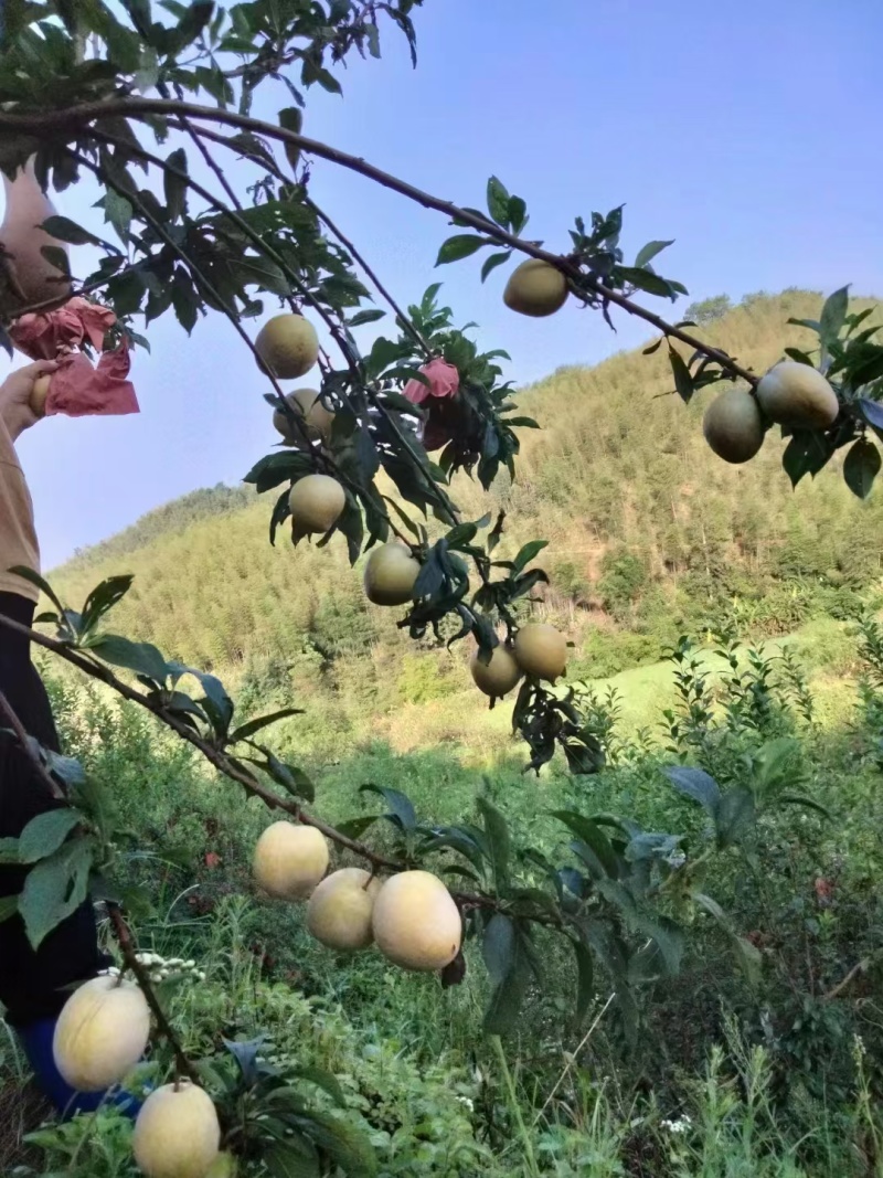 黄金奈李