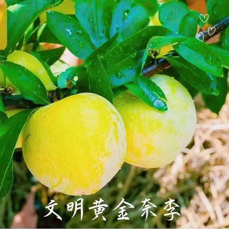 黄金奈李