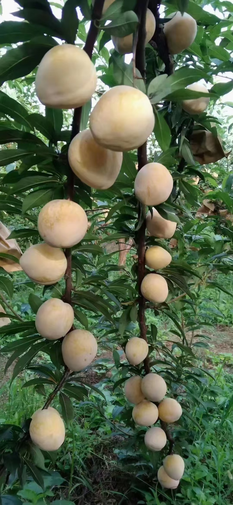 黄金奈李