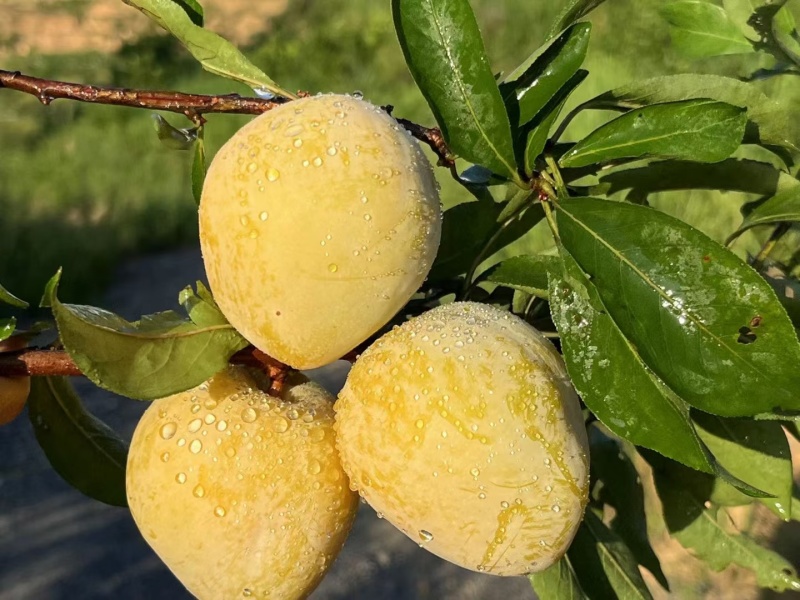 黄金奈李