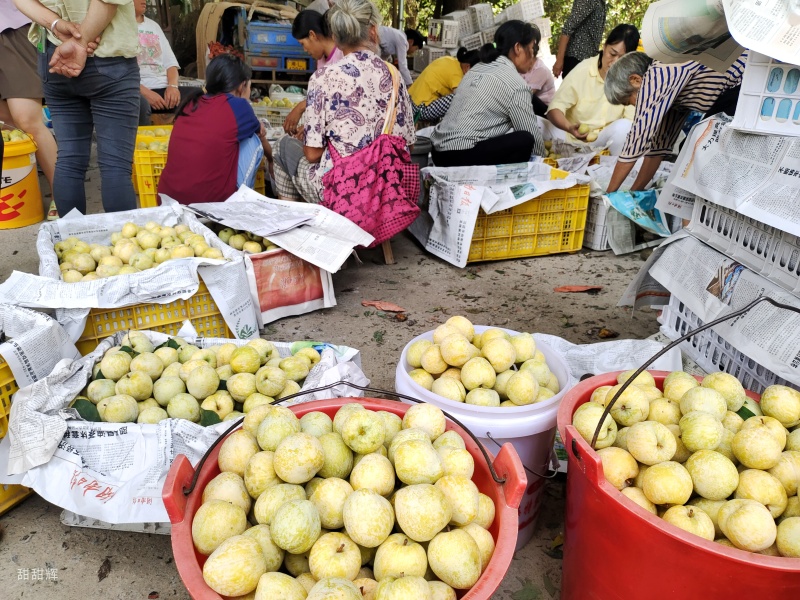 黄金奈李