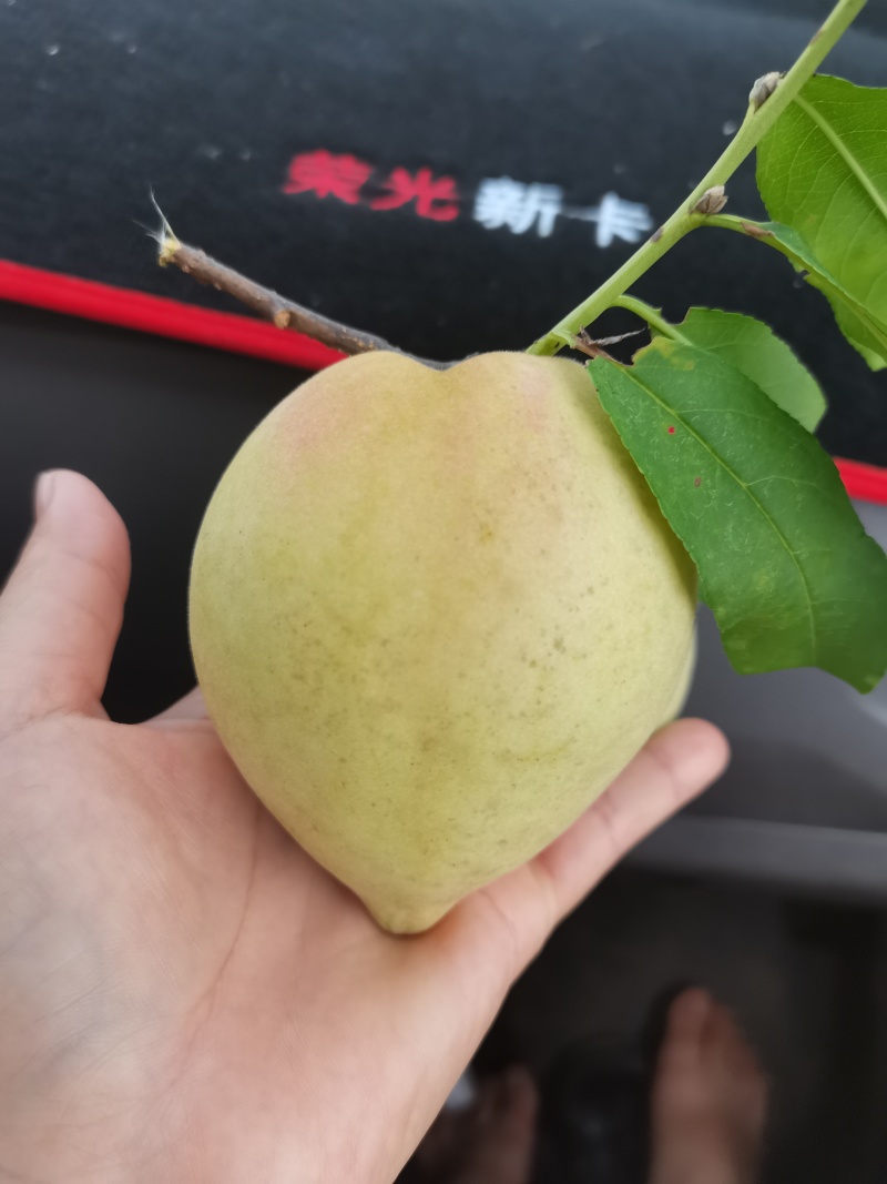 贺州富川鹰嘴桃，青桃子，一手货源，欢迎各位老板前来订购