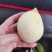 贺州富川鹰嘴桃，青桃子，一手货源，欢迎各位老板前来订购