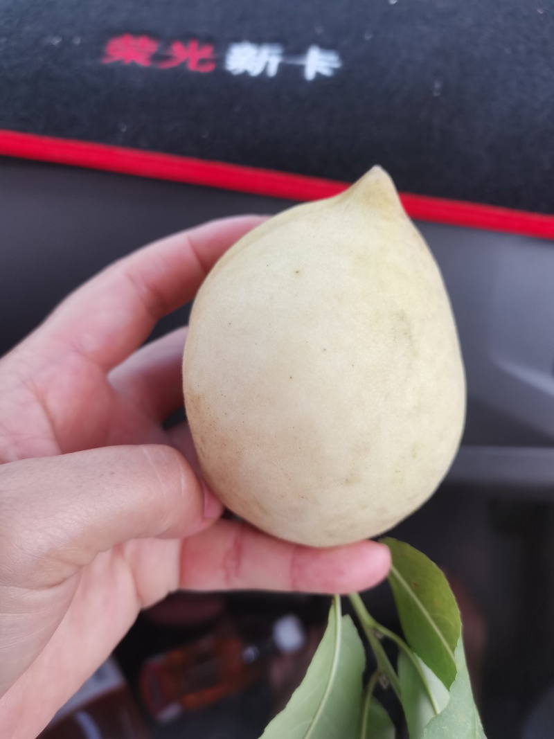 贺州富川鹰嘴桃，青桃子，一手货源，欢迎各位老板前来订购