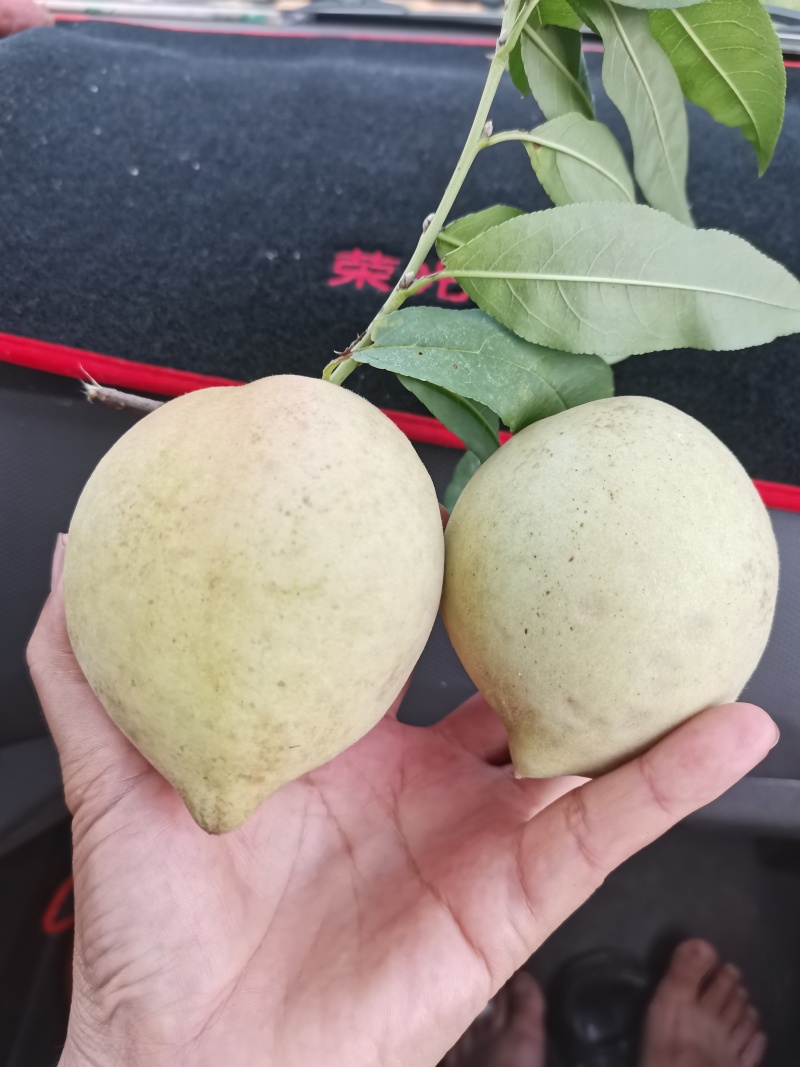 贺州富川鹰嘴桃，青桃子，一手货源，欢迎各位老板前来订购