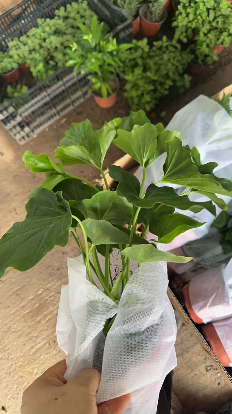 春羽春雨室内植物绿植盆栽吸甲醛净化空气办公盆栽