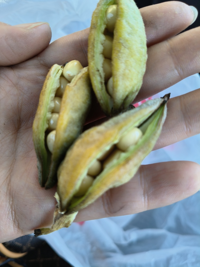 牡丹角牡丹仔牡丹鲜角