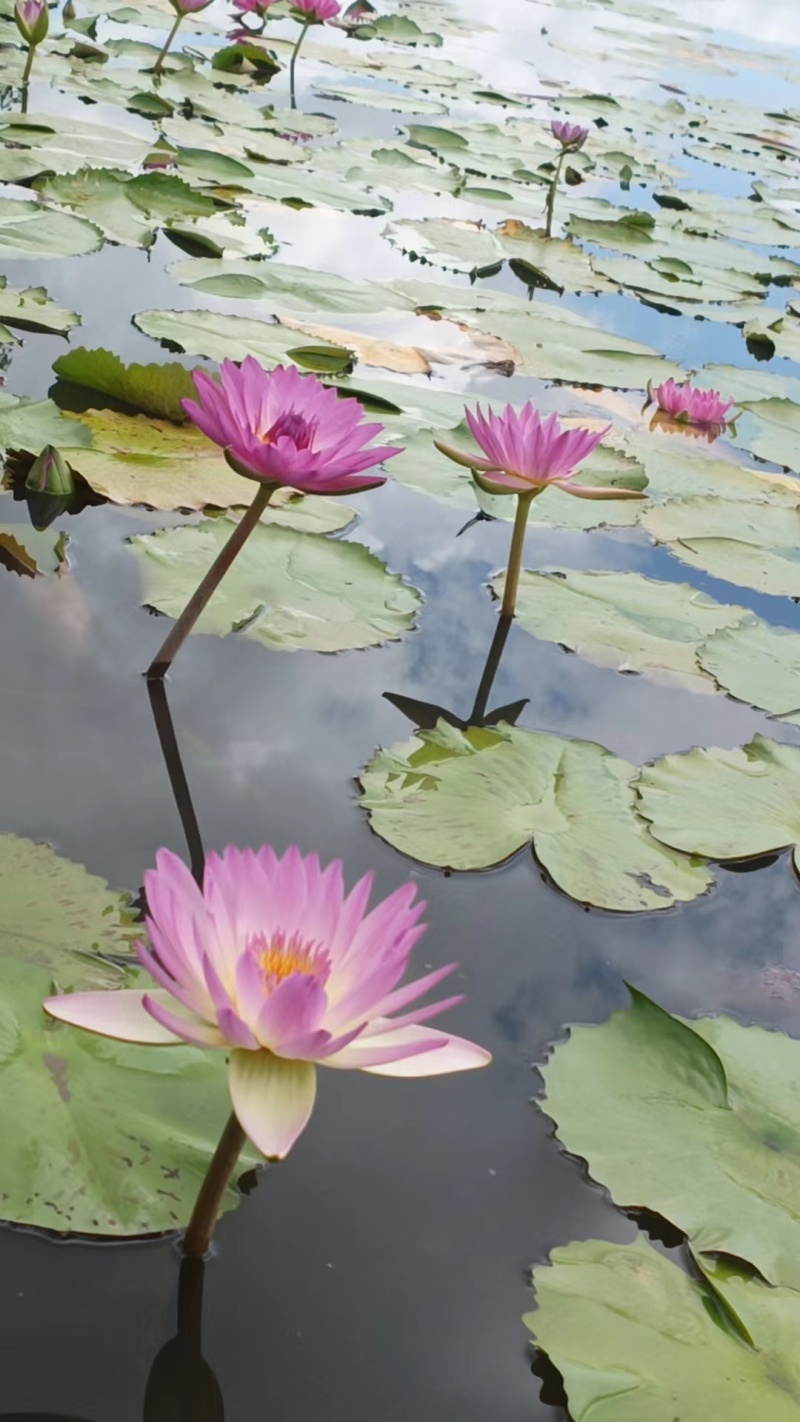九品香水莲花种苗莲花苗荷花苗睡莲