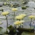 九品香水莲花种苗莲花苗荷花苗睡莲