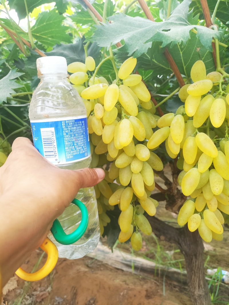 葡萄大量上市，欢迎各个老前来发财