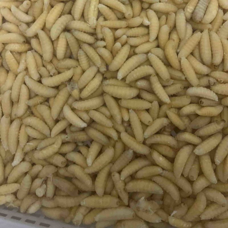 大量批发金环冻货