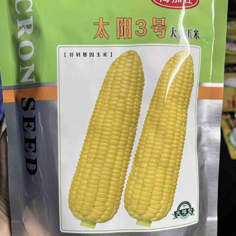 精品玉米种子基地直供一手货源品质保证诚信经营欢迎采购