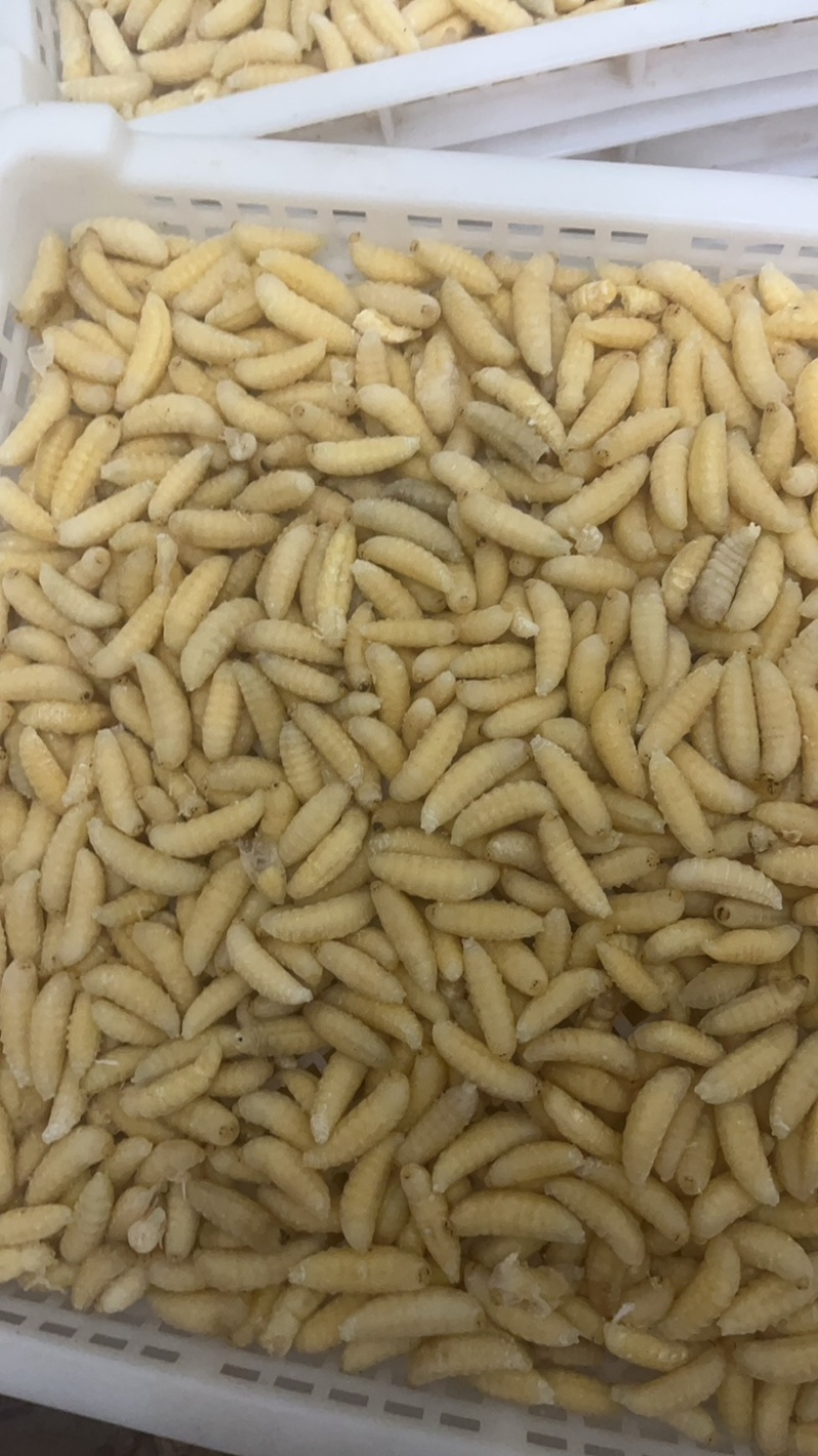 大量批发金环冻货