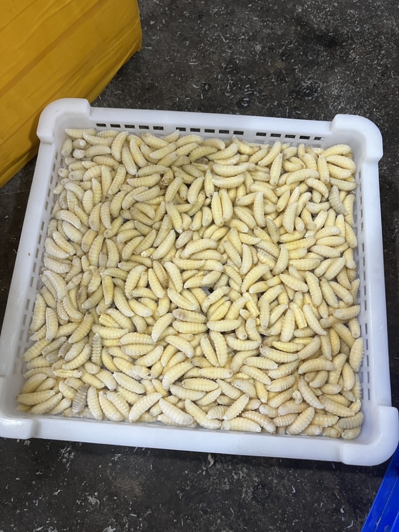 大量批发金环冻货