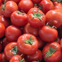 山西西红柿，精品上市，产地直销对接商超，价格美丽视频