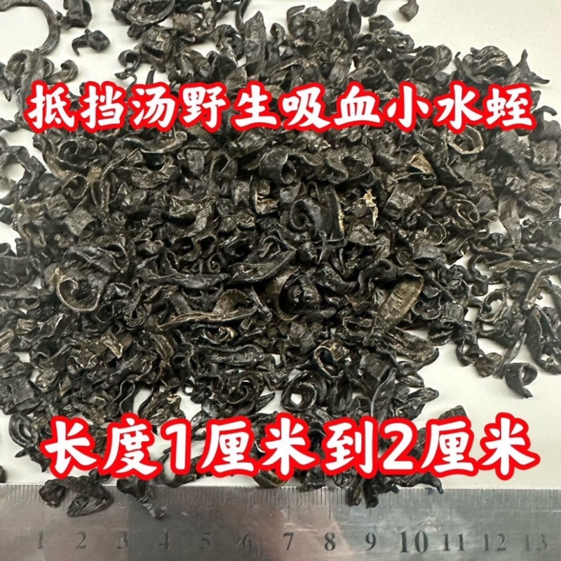 水蛭蚂蟥小水蛭中药材水蛭小水蛭干批发包邮