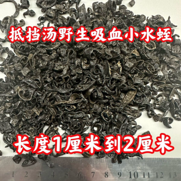 水蛭蚂蟥小水蛭中药材水蛭小水蛭干批发包邮